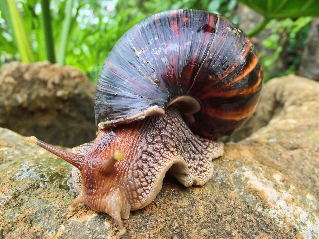 Giant African land snail names - A giant African land snail outdoors