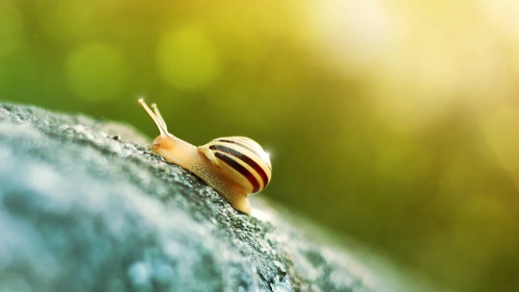 A cute little snail outdoors with light in the background