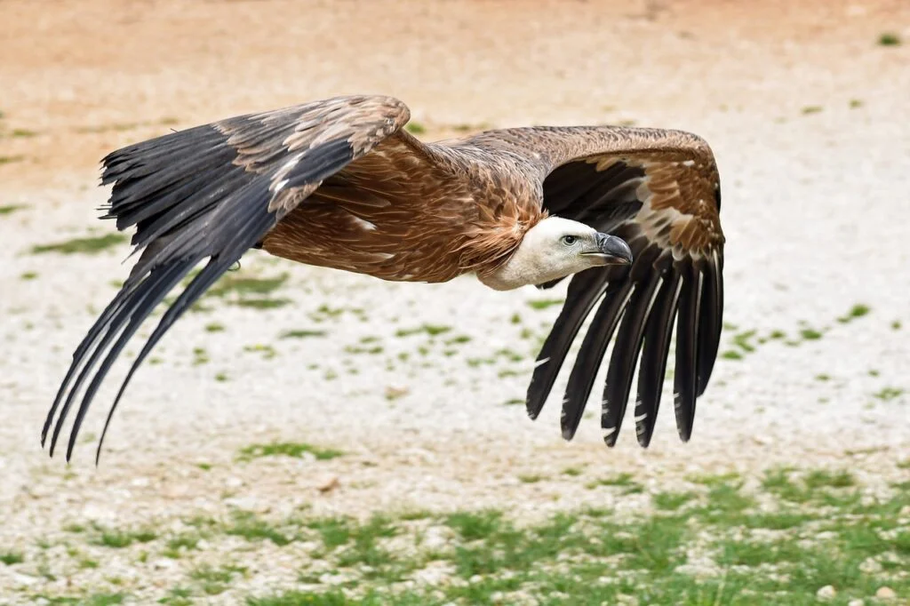 Best vulture names - A vulture flying close to the ground