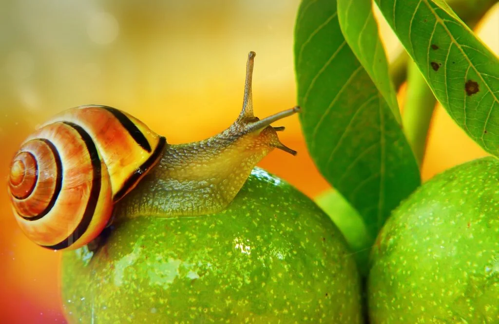 A colorful snail crawling on green fruit