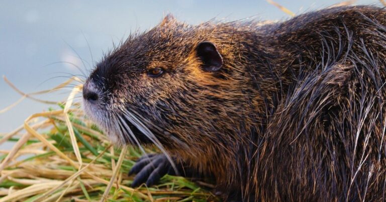 123 of the Best Beaver Names
