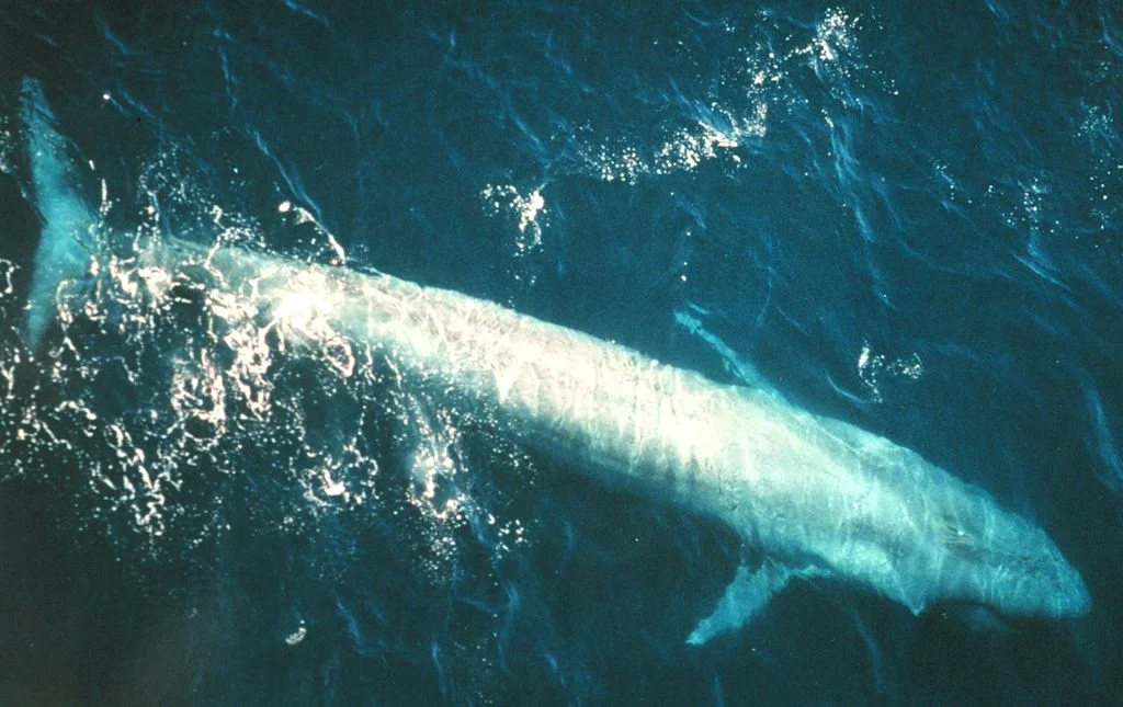 Blue whale names - A blue whale swimming