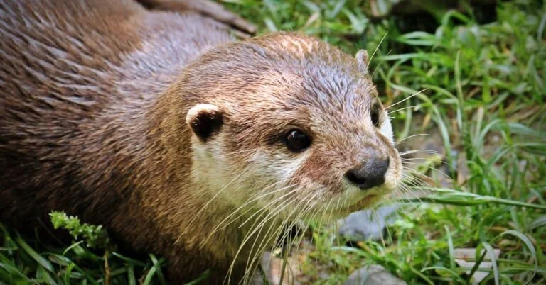 Otter Names - A cute baby otter on grass