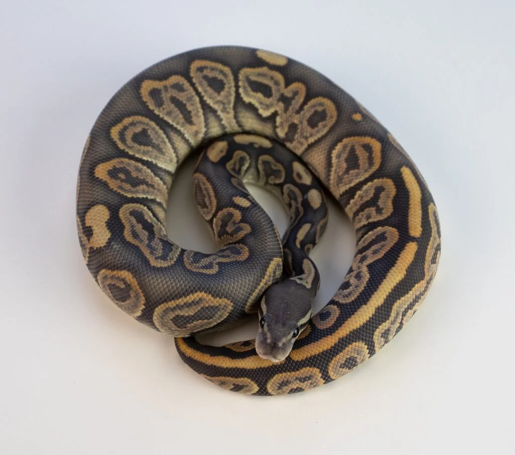 Best ball python names - A ball python snake on light background
