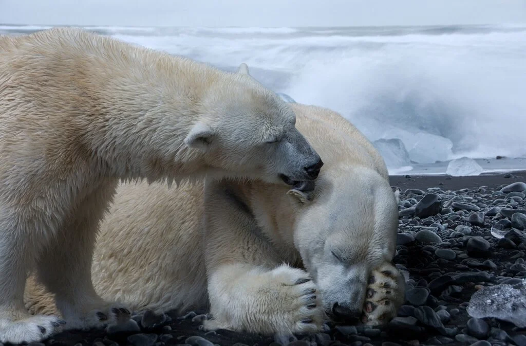 Polar bear licking another polar bear