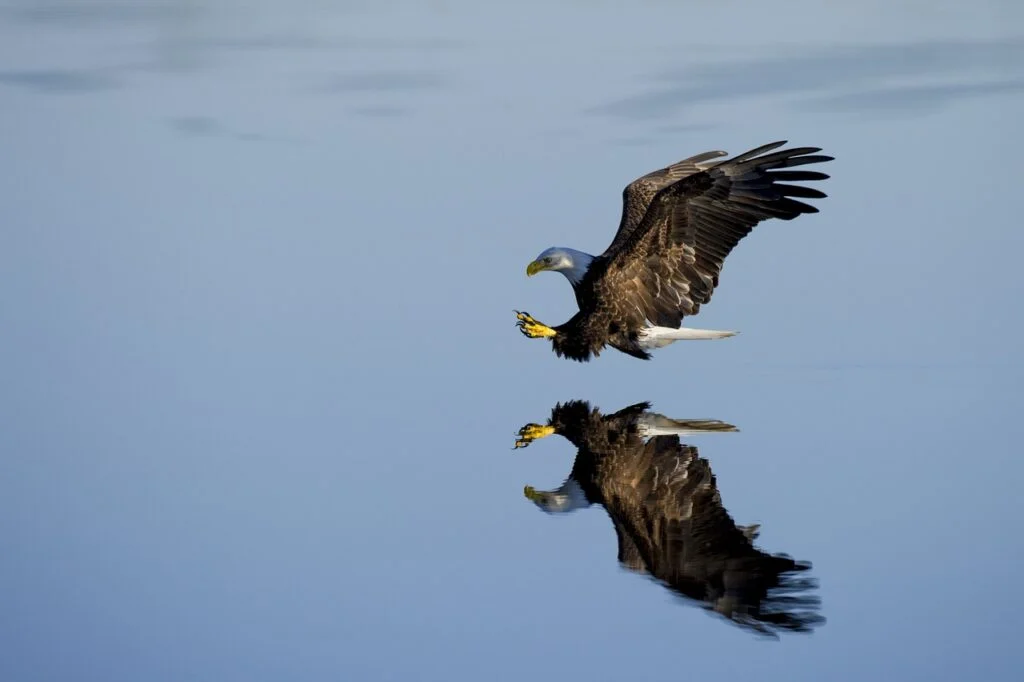 Eagle flying above water