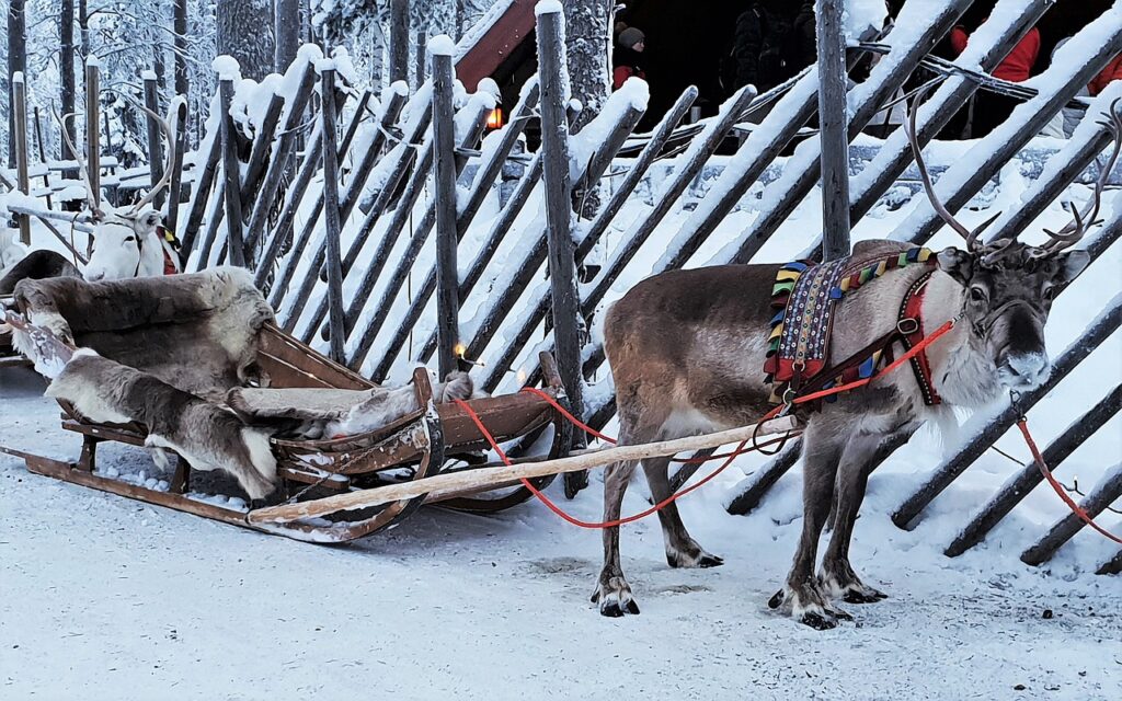 Santa's reindeer names - A reindeer pulling a sleigh in snow in Lapland
