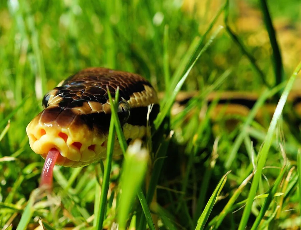 Ball python outdoors