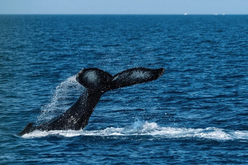 A whale's tail in the sea