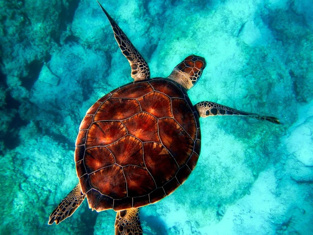 Sea turtle names - A sea turtle swimming in the ocean