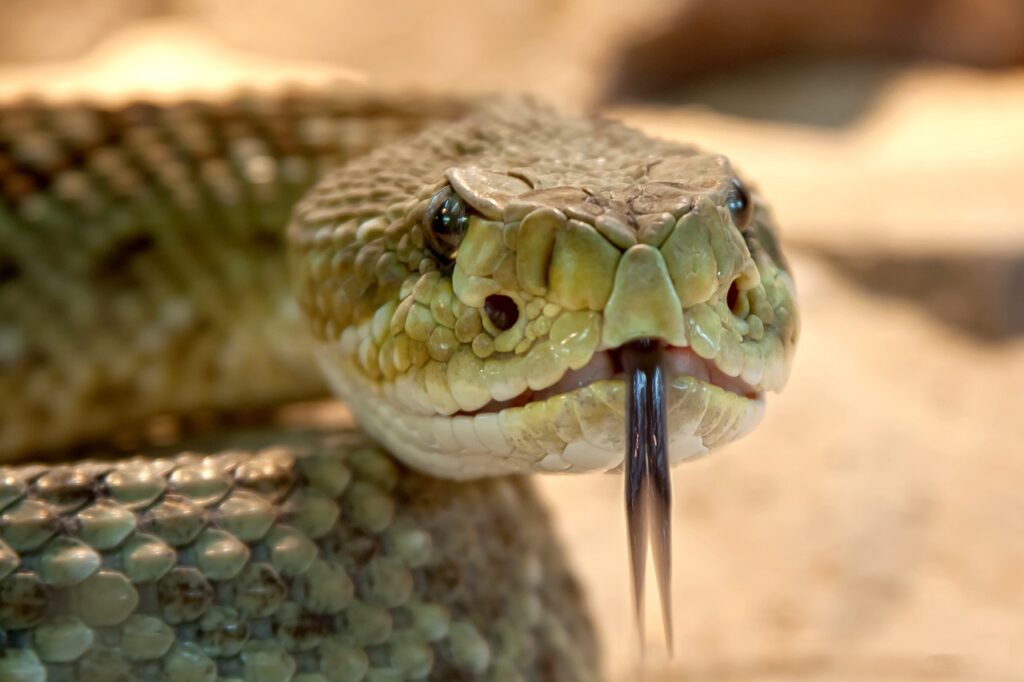 Cool snake names - A closeup of a speckled rattlesnake