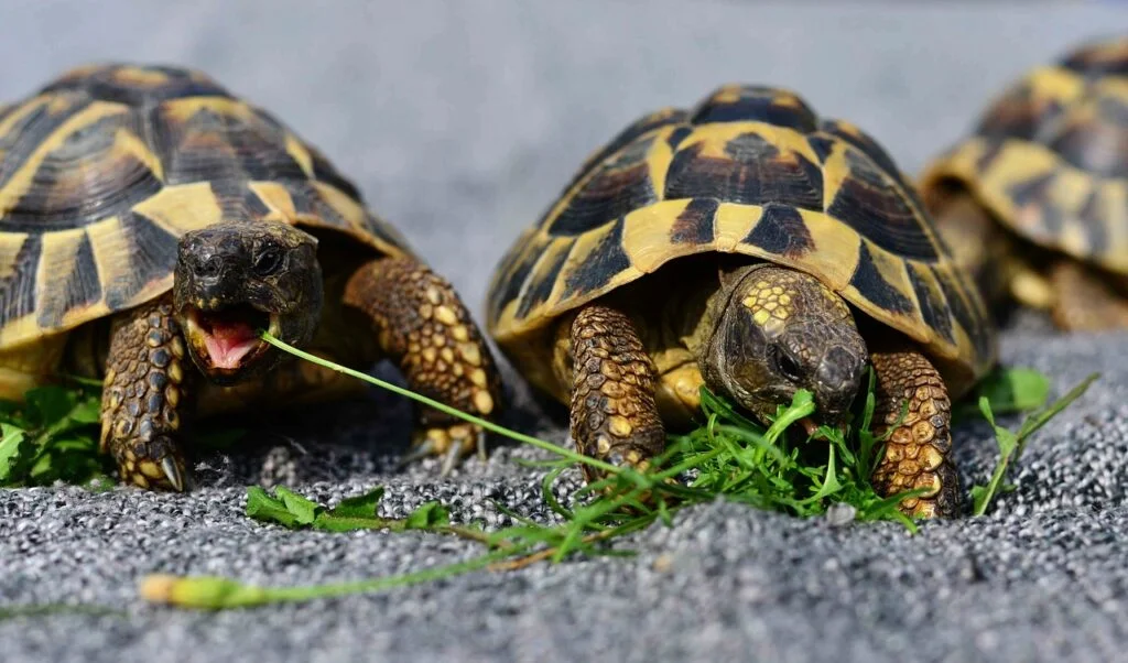 Two pet turtles eating lettuce