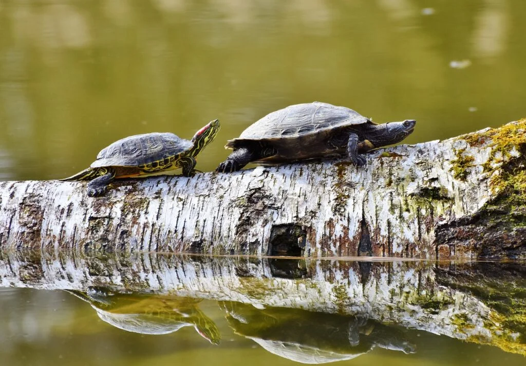 Turtle pair names - Two turtles walking on a log above water