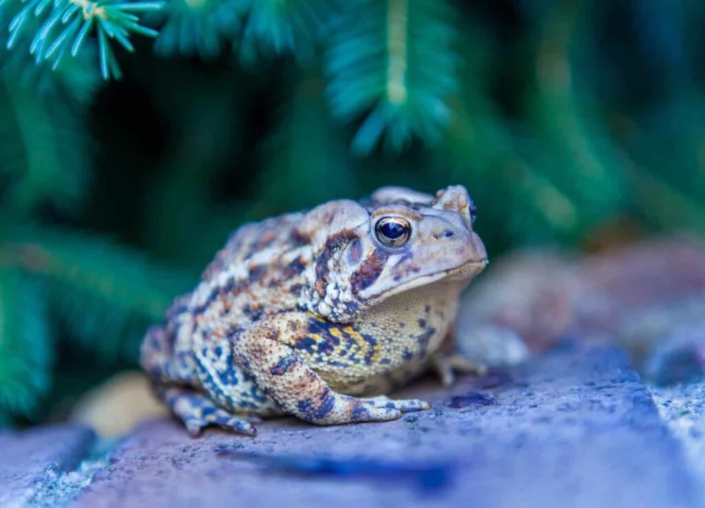 A brown toad sitting on a rock