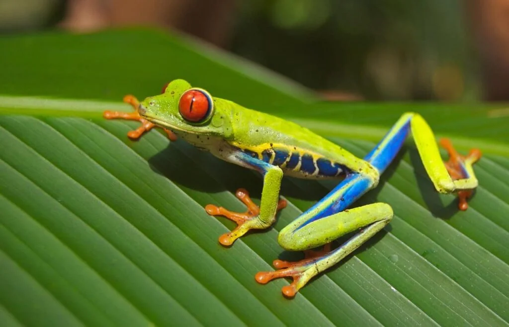 A colorful frog on a green leaf