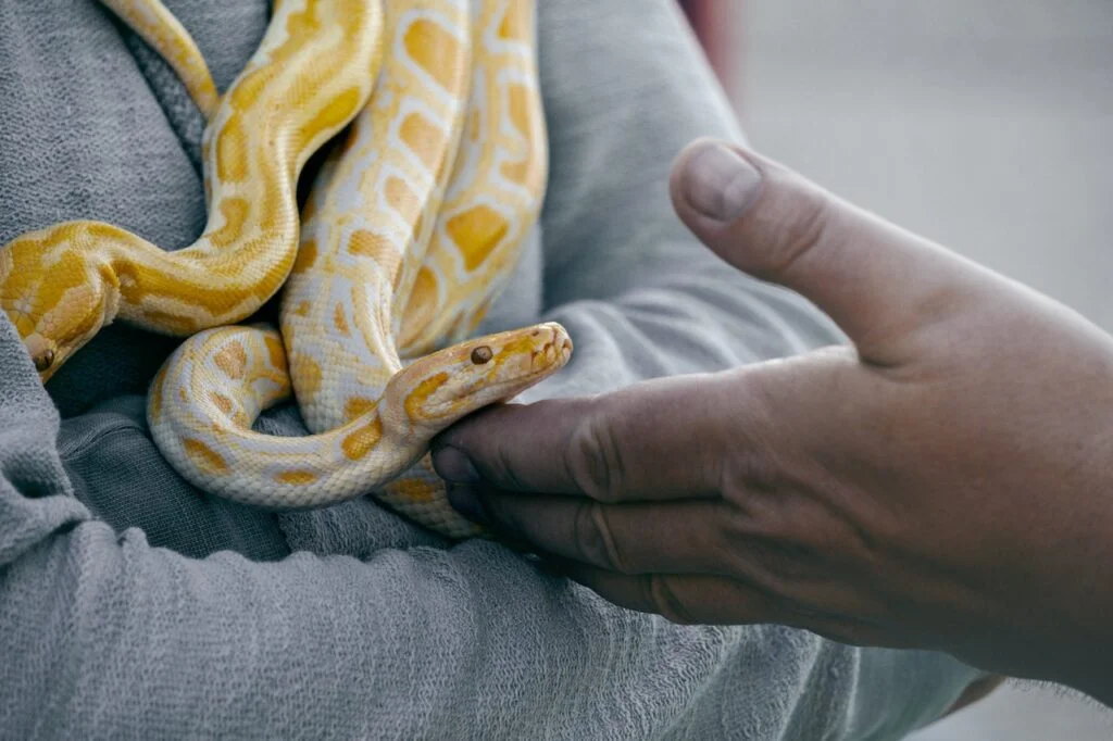Albino ball python names - A person holding two albino ball pythons