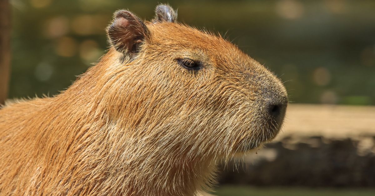 Capybara names - A closeup photo of a capybara