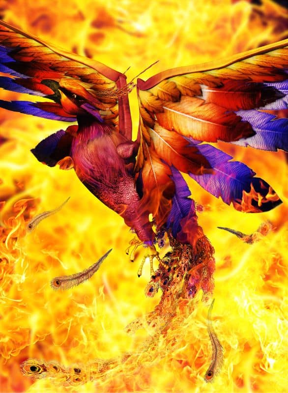Firebird names - A red-feathered phoenix in flames
