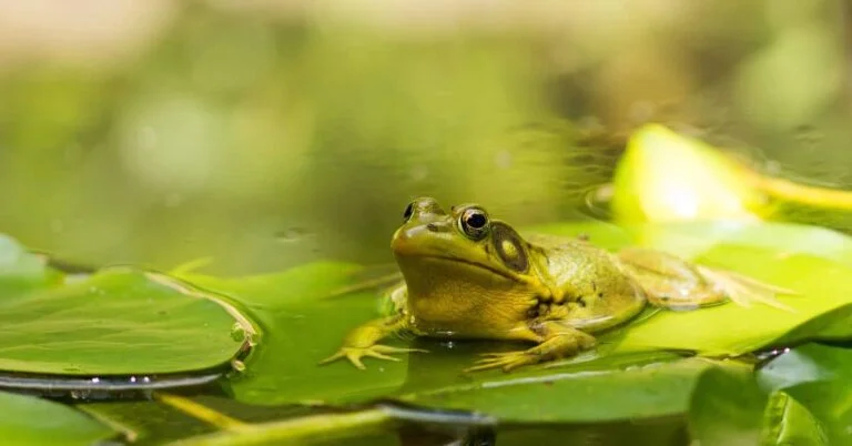 140+ of the Best Frog Names