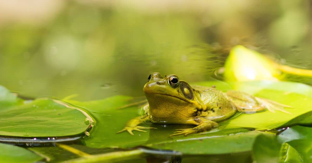 Frog names - A frog on a lily pad