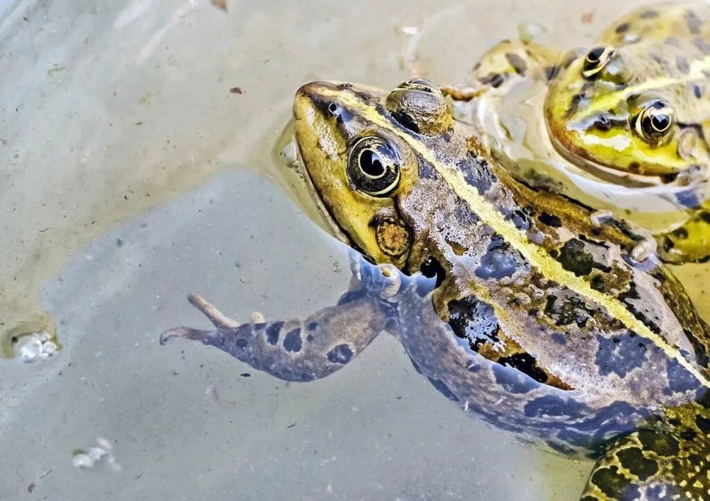 Two frogs swimming