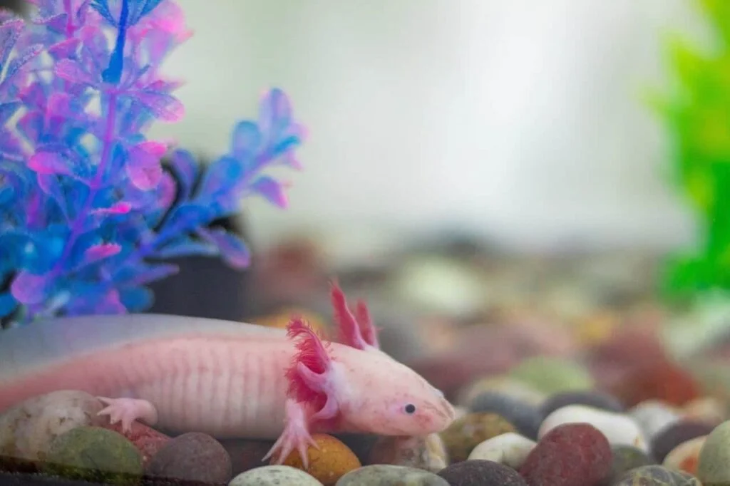 Axolotl name - A cute pink axolotl