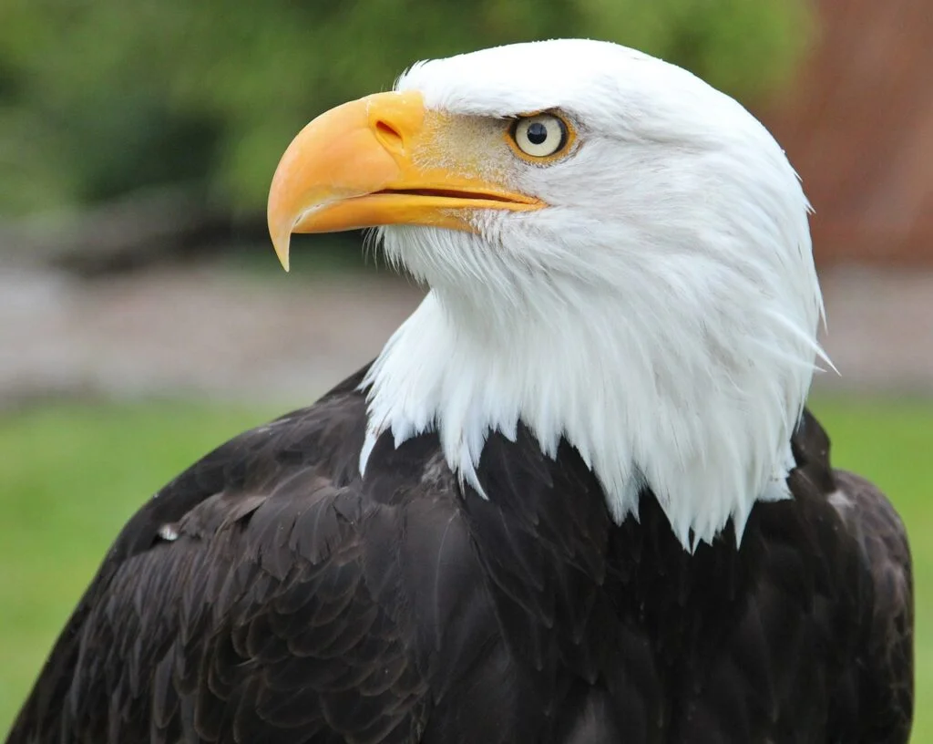 Bald eagle names - A close-up of a bald eagle