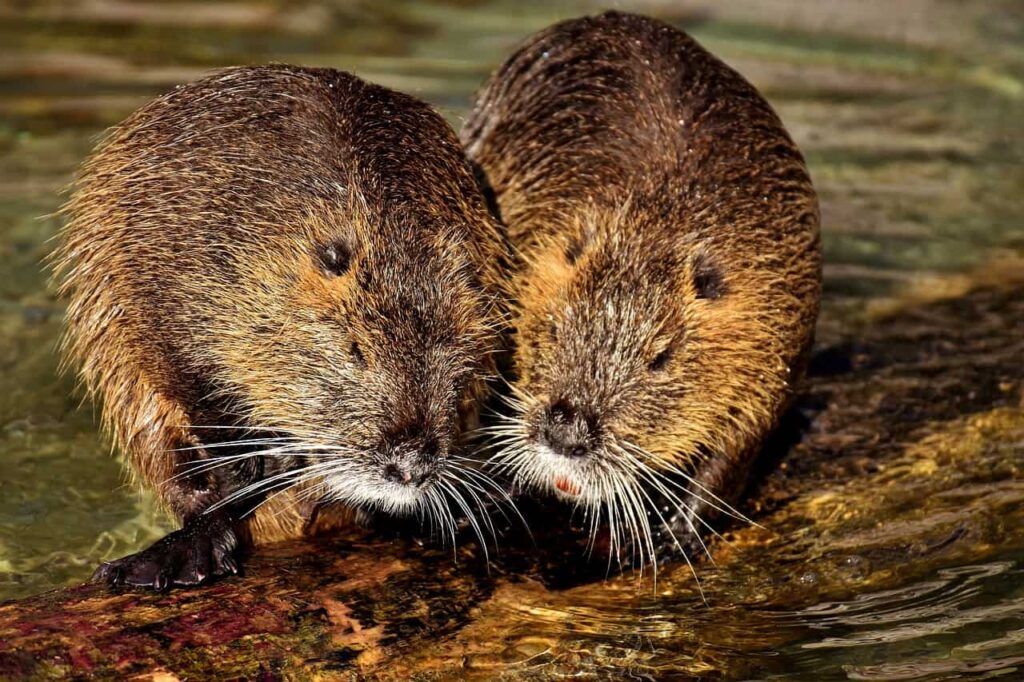 Beaver name - Two beavers on a log