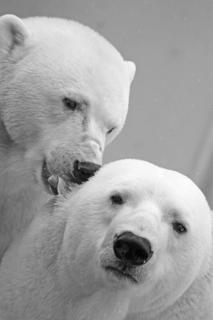 Two polar bears playing