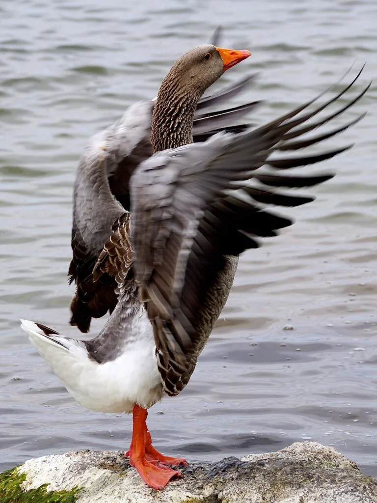 A goose spreading its wings on a shore