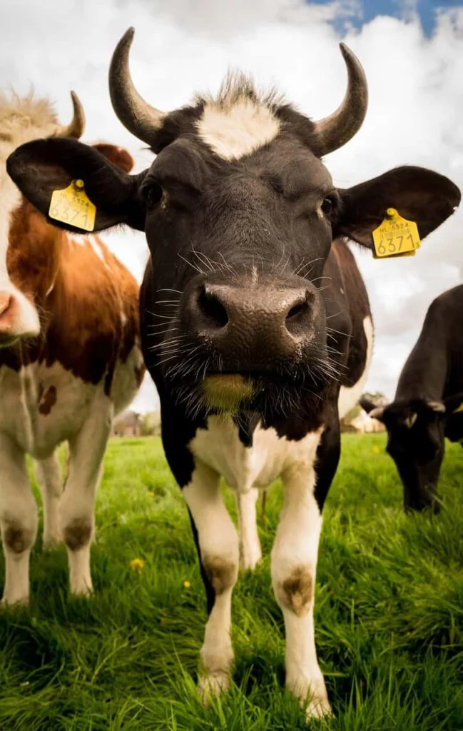 A black and white cow looking at the camera