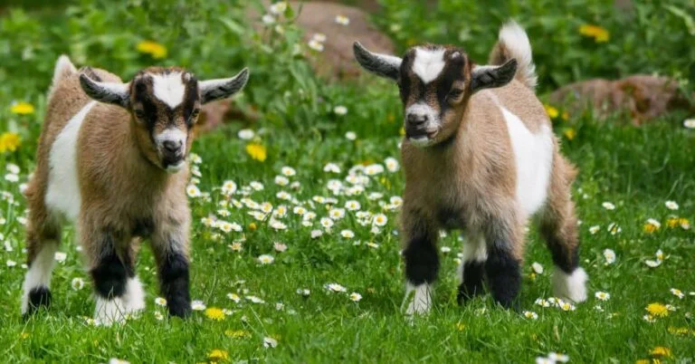240+ of the Best Goat Names