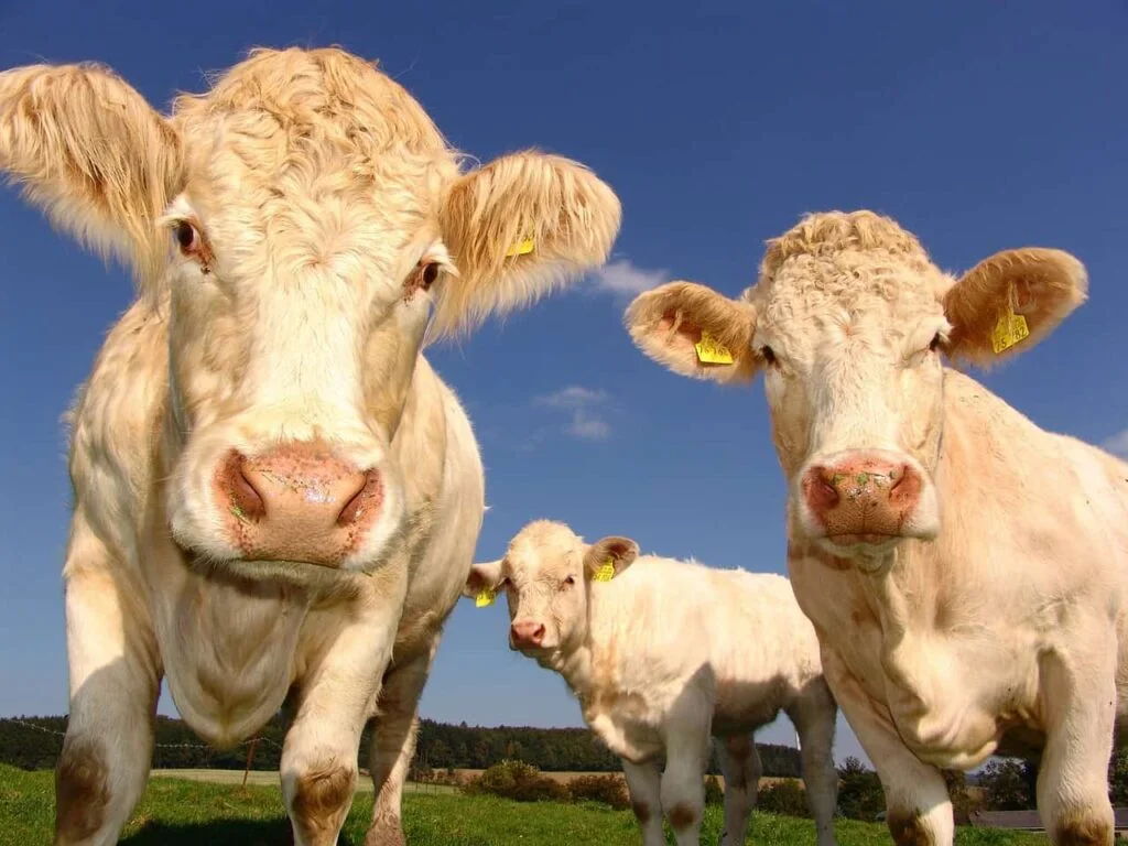 Three white cows looking at the camera