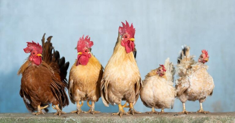 200+ of the Best Chicken Names