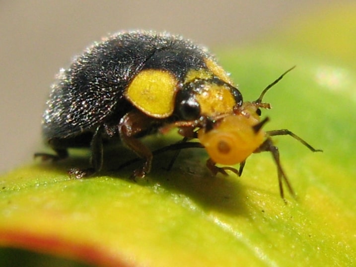 A yellow-shouldered ladybird eating