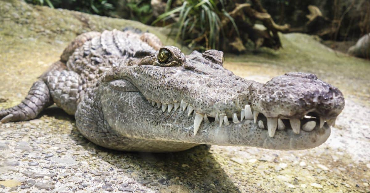 Crocodile names - A closeup of a crocodile