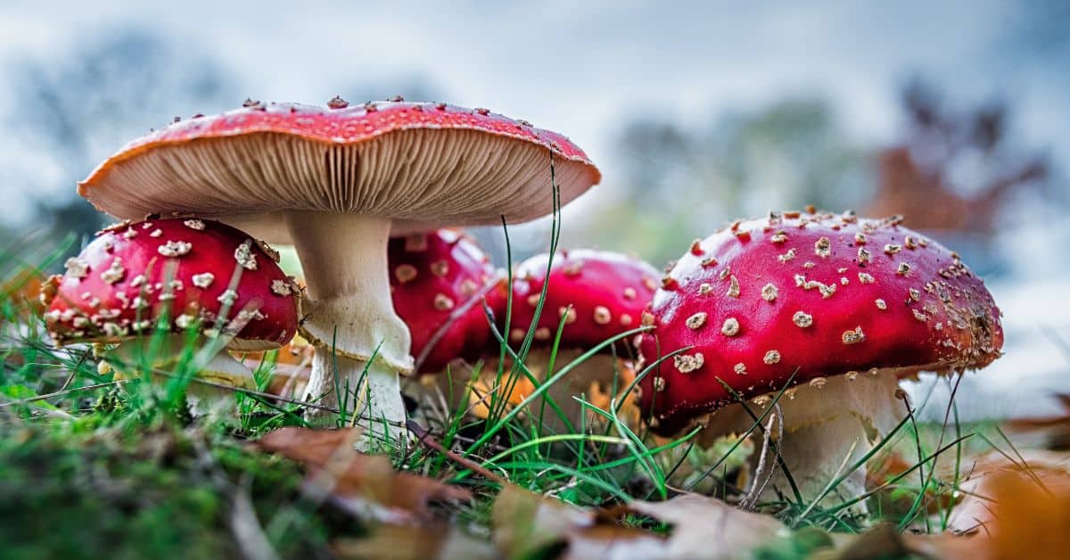 Cute mushroom names - Amanita muscaria mushrooms growing in grass