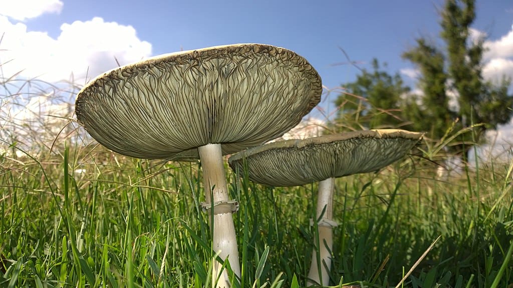 False parasol mushroom-Chlorophyllum molybdites