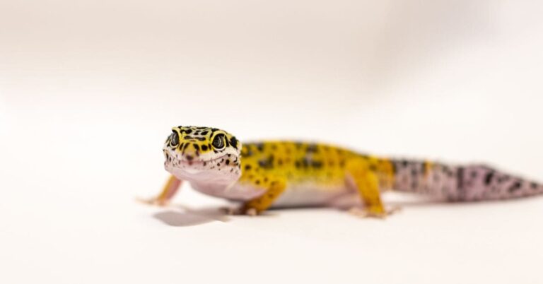150+ of the Best Leopard Gecko Names
