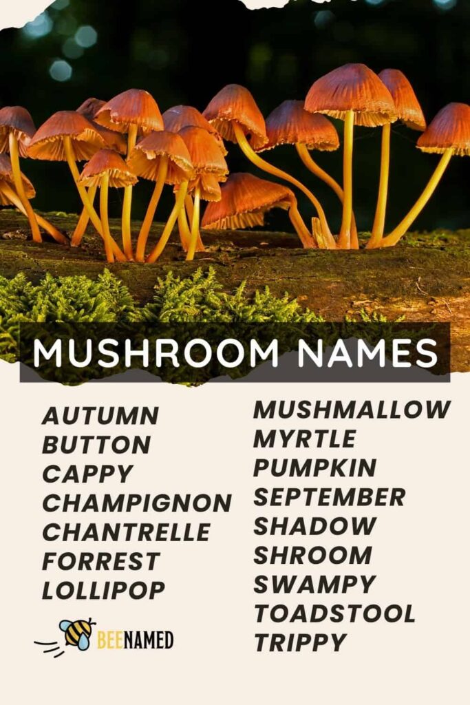 List of mushroom names with mushrooms in the forest
