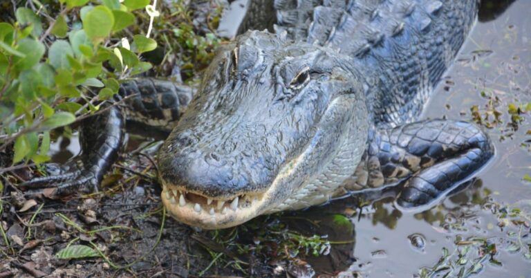 140+ Best & Amazing Alligator Names